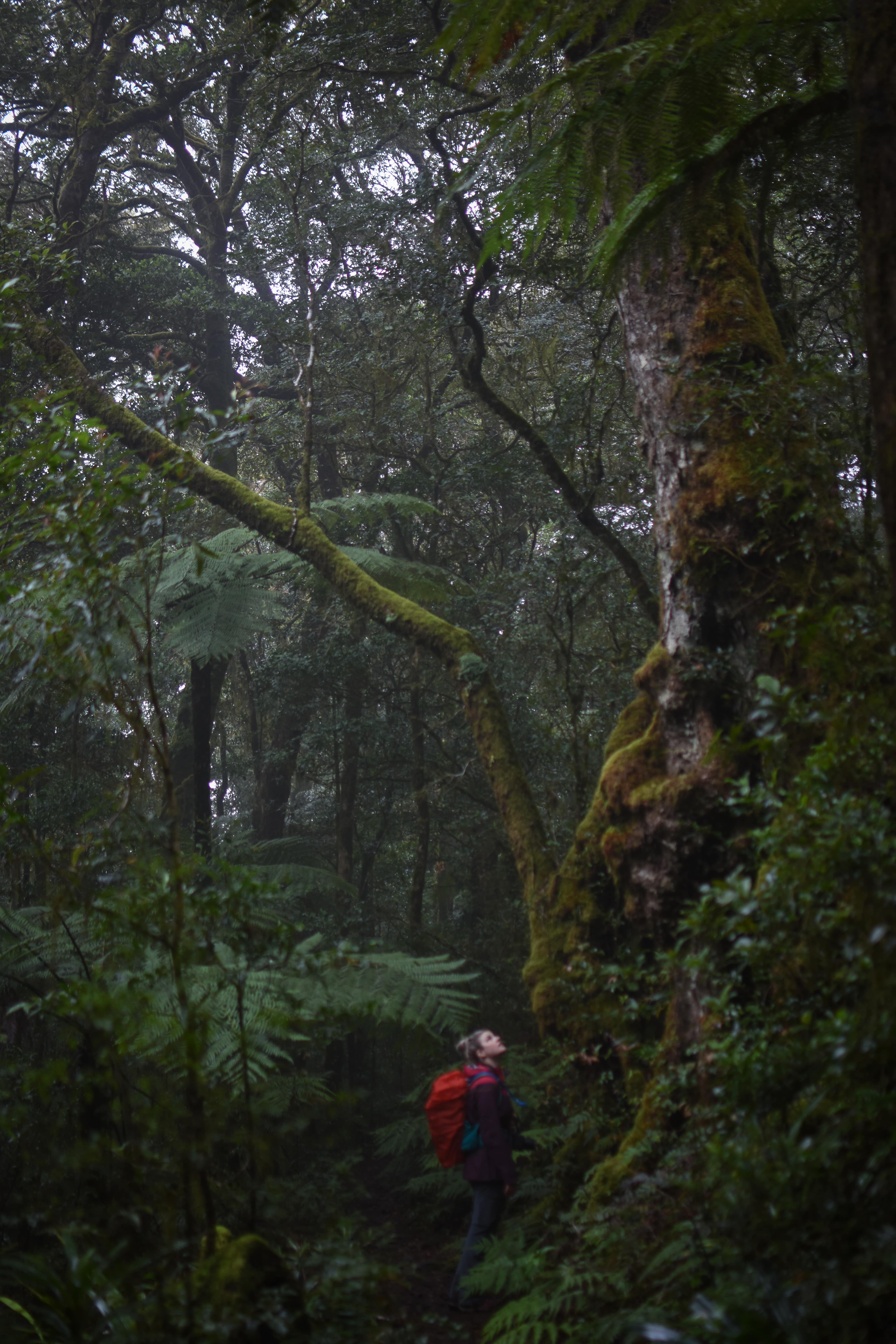 Girl looking up at a large tree in the middle of a rainforest on a foggy day