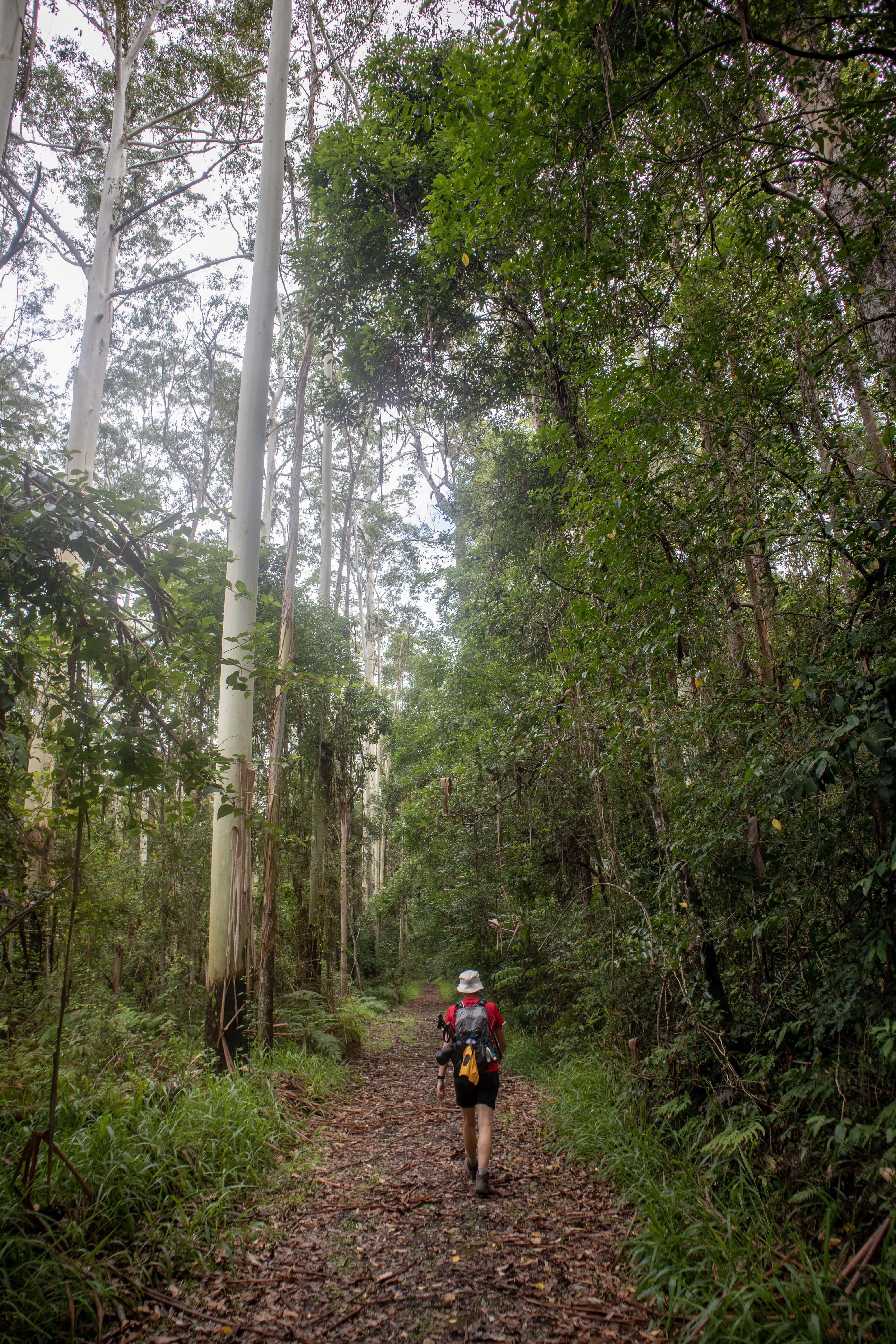 Girl walking through rainforest at Waterfall Creek Circuit along the 48km and 96km Gold Coast Kokoda Challenge hiking track