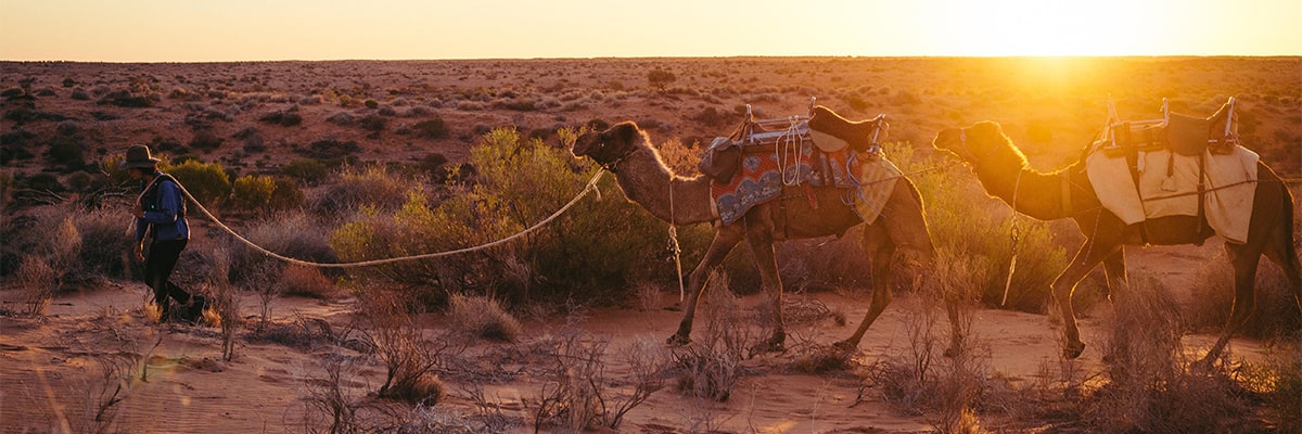 Camels trekking through outback Australia at sunset Camels trekking through outback Australia at sunset